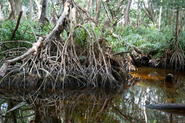 Mangrove forest in Ria Celestun, Mexico