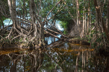 Fototapeta na wymiar Mangrove forest in Ria Celestun, Mexico
