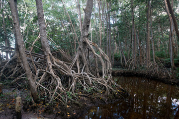 Mangrove forest in Ria Celestun, Mexico