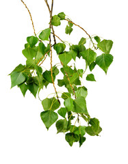 Poplar foliage Isolated without a shadow.