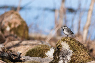 Bird on rock