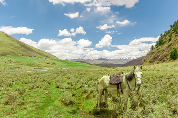 Landscape by tagong grassland with horse in Sichuan China