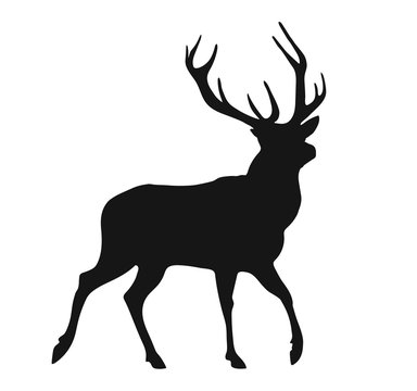 silhouette of the buck