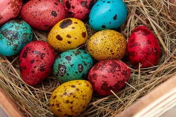 nest with colored Easter eggs at home on Easter day. Celebrating Easter at spring. Painted quail eggs.