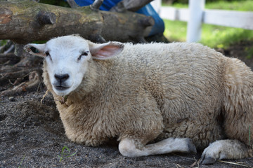 Obraz premium sheep