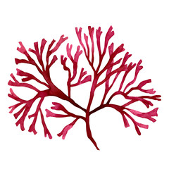 Red Seaweed,kelp in the ocean, watercolor hand painted element isolated on white background. Watercolor red seaweed illustration design. With clipping path.. © nongnuch_l
