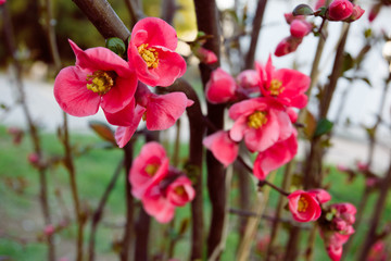 Fototapeta na wymiar Blooming Japanese quince in Crimea