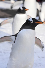 Obraz premium penguin