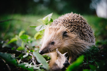 Igel auf Rasen in der Abendsonne Ende März