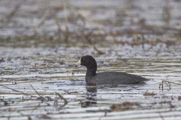 American coot in wetlands area.