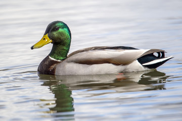 Obraz premium Close up of colorful Mallard.