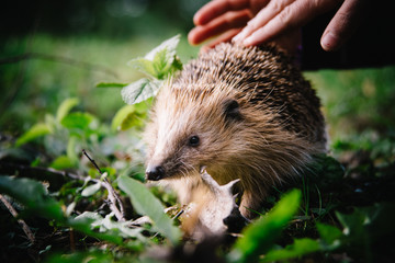 Von Kinderhänden gestreichelter Igel auf Rasen in der Abendsonne Ende März