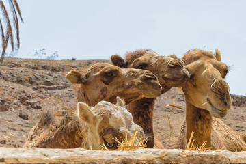 Dromedary Portrait