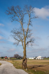 Country Tree