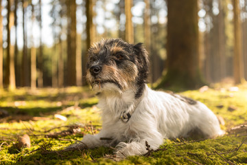 Kleiner Hund liegt gehorsam bei Sonnenschein im Wald auf moosigem Boden - Jack Russell Terrier 2 Jahre alt 