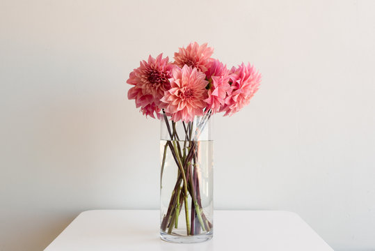 Bright pink dahlias in tall glass vase on white table against neutral background