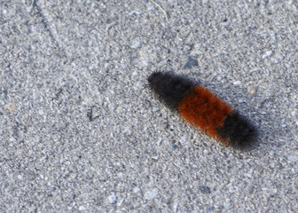 Black-orange caterpillar close up