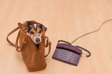 Hund in Handtasche und Telefon - Jack Russell Terrier 10 Jahre alt