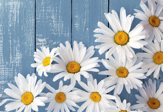 Fototapeta Heads of flowers white big daisies on a blue wooden surface