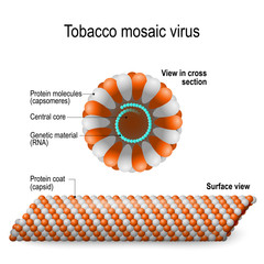 tobacco mosaic virus.