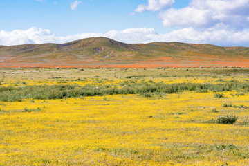 Poppies and California Wildflowers, Spring 2017 Lancaster