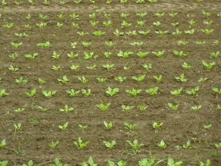 Pole uprawne © bnorbert3