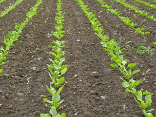 Pole uprawne © bnorbert3