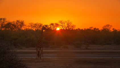A Giraffe Sunrise
