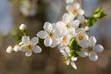 Prunus cerasifera Kirschpflaume Blüte