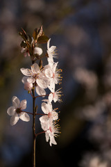 Blutpflaume Pflaumenblüte  Prunus cerasifera