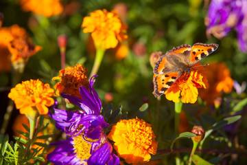 Beautiful yellow flowers on green background