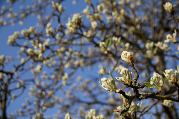 Birnenknospen / Birnbaum Streuobst