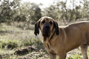 Dog fila brasileiro