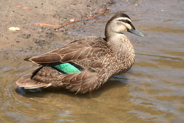 Pacific Black Duck at waters edge