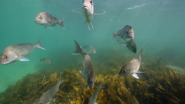 School of snapper fish underwater 