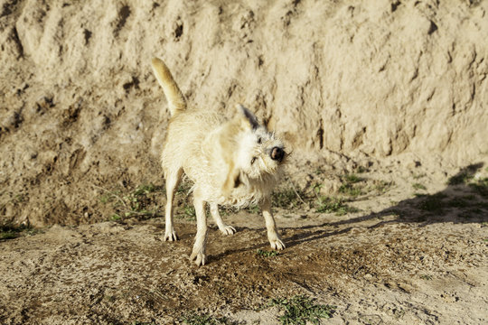 Dog mud bath