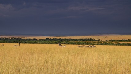 Mara View