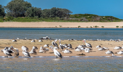 Pelicans and seagulls resting on the beach