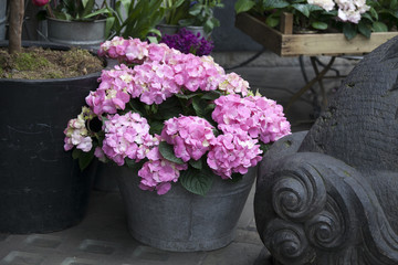 a bunch of hortensia pink flowers in a decorative vase