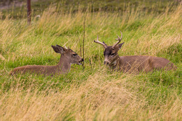 Sitka Blacktail Deer Bucks