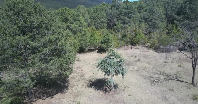 Liban Cedar