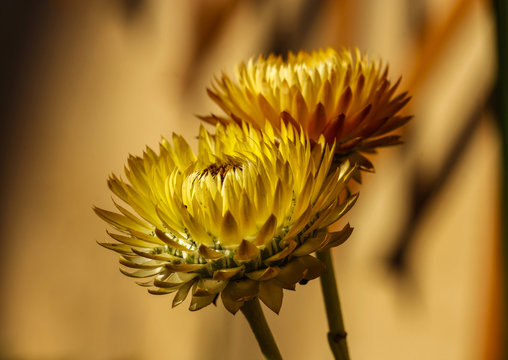 Flores siempreviva