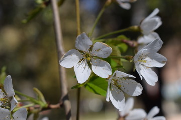 Flores blancas. 