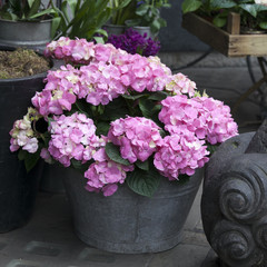a bunch of hortensia pink flowers in a decorative vase