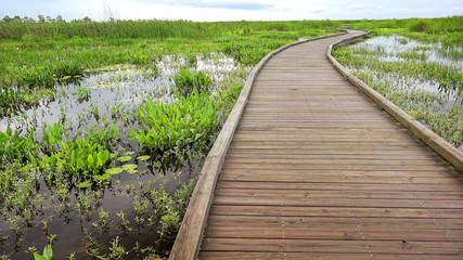 Boardwalk curves through  a marsh and wetlands along Pintail Wildlife Drive at Cameron Prairie National Wildlife Refuge in Louisiana