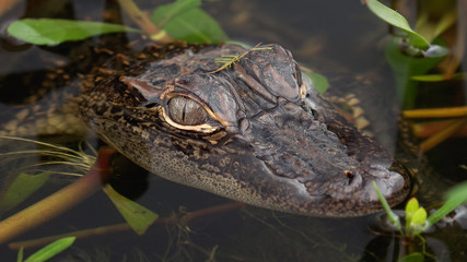 Close-up of baby /  juvenile alligator in Louisiana swamp along Pintail Wildlife Drive at Cameron Prairie National Wildlife Refuge in Louisiana