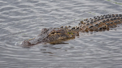 American Alligator swims in marsh along Pintail Wildlife Drive at Cameron Prairie National Wildlife Refuge in Louisiana