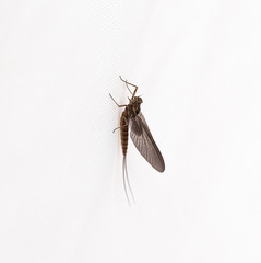 Small Minnow Mayfly