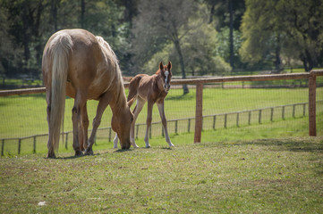 Cute Newborn Foal, Sierra Nevada Foothills