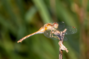 A dragonfly is sitting on a branch to enjoy sunny day